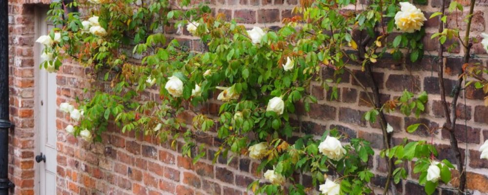 yellow roses web banner.