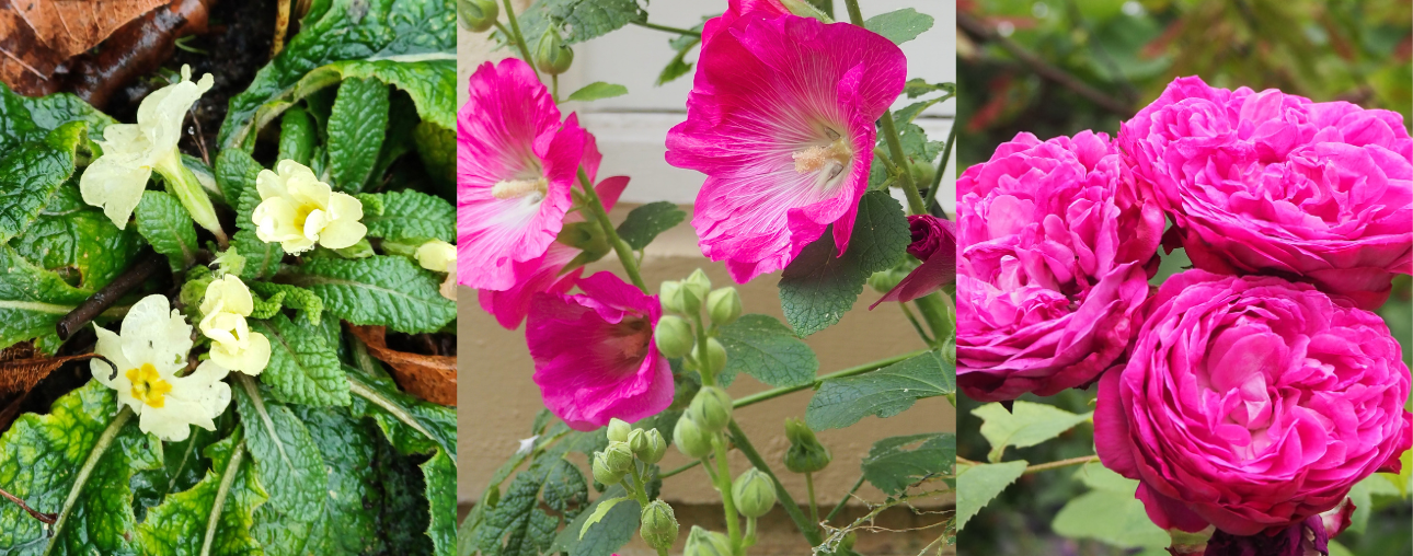 Primroses hollyhocks pink roses